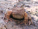 Rana alpina