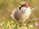 Passera europea