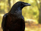 Corvo imperiale