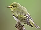 Lui verde