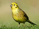 Zigolo giallo