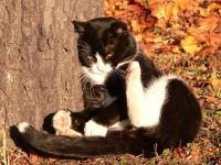 Living Nature: Articles