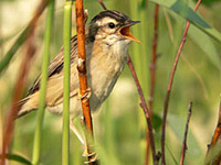 Voices of Living Nature