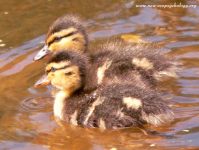 Wildlife Videos