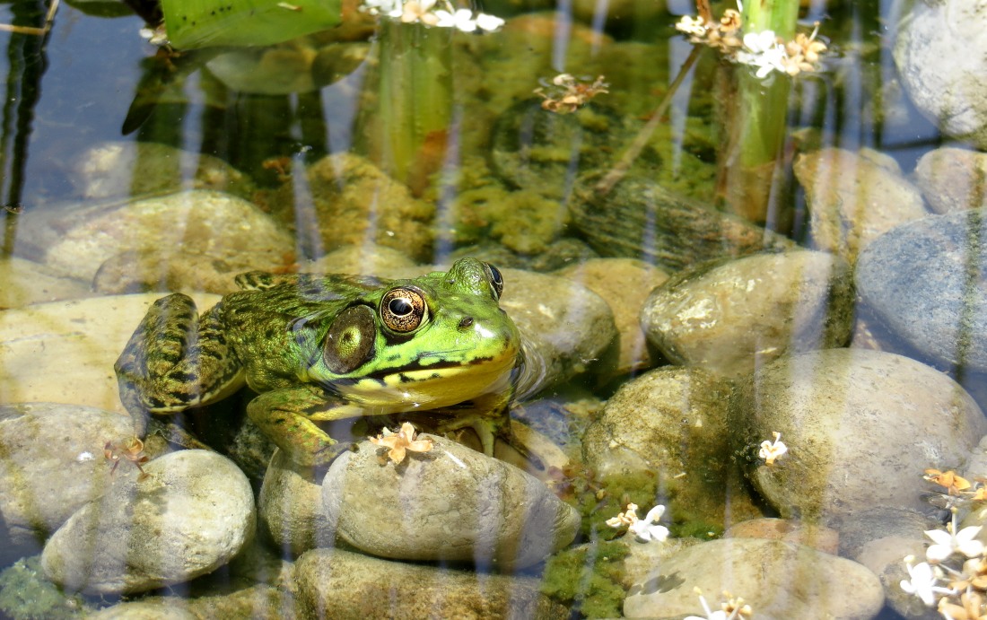 Rana toro (Lithobates catesbeianus)