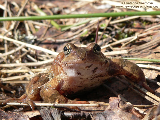 Common Frog (Rana temporaria)