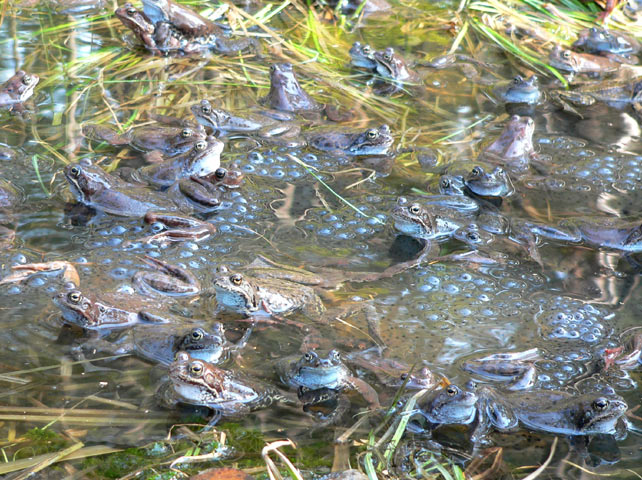 Common Frog (Rana temporaria)