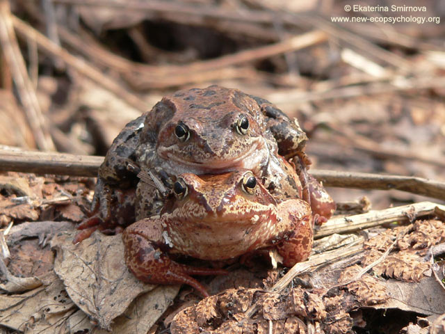 Common Frog (Rana temporaria)