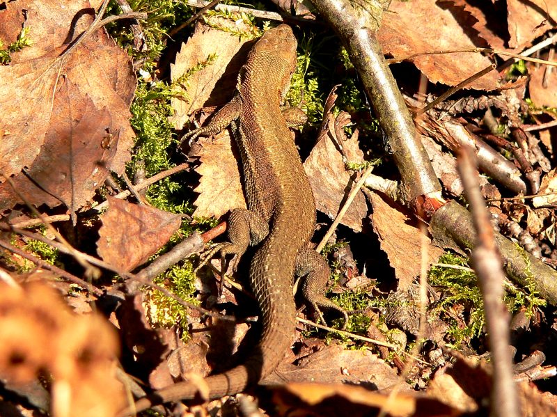 Common Lizard (Lacerta vivipara)