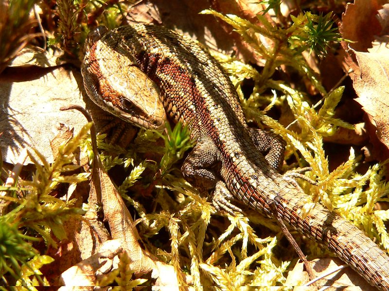 Common Lizard (Lacerta vivipara)