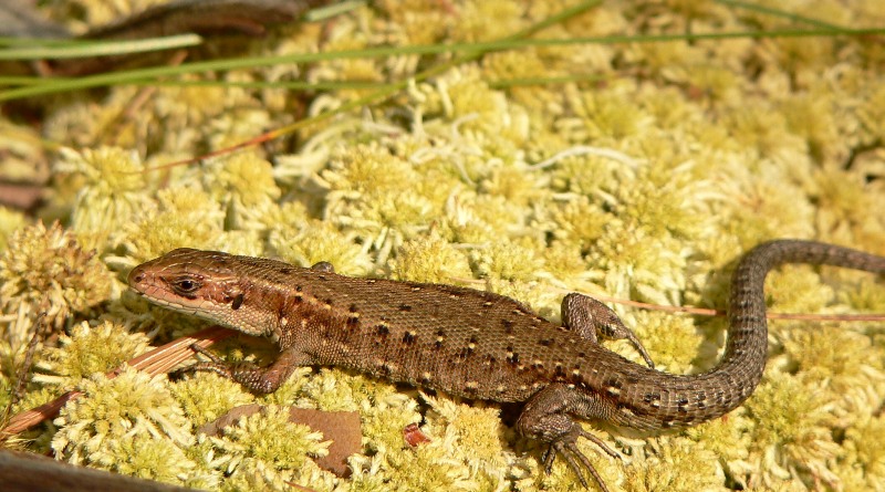 Lucertola vivipara (Lacerta vivipara)
