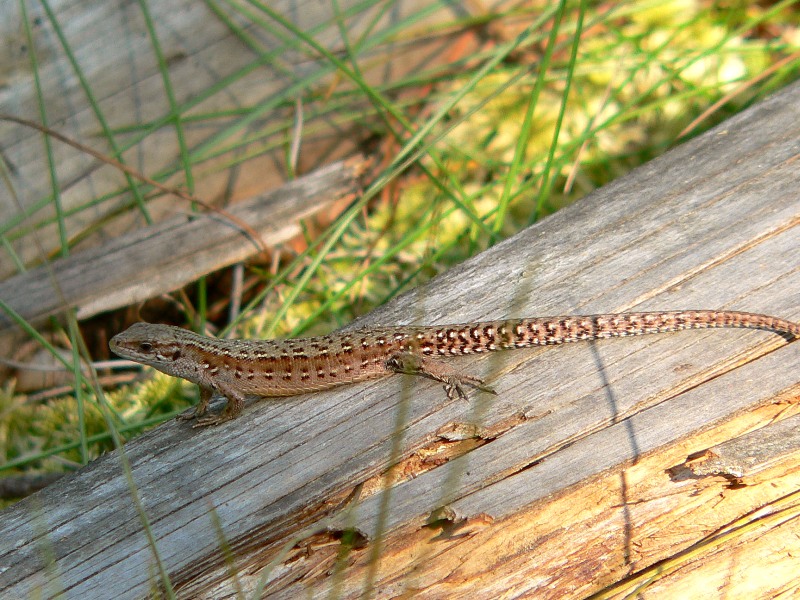 Lucertola vivipara (Lacerta vivipara)