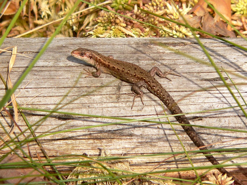 Common Lizard (Lacerta vivipara)