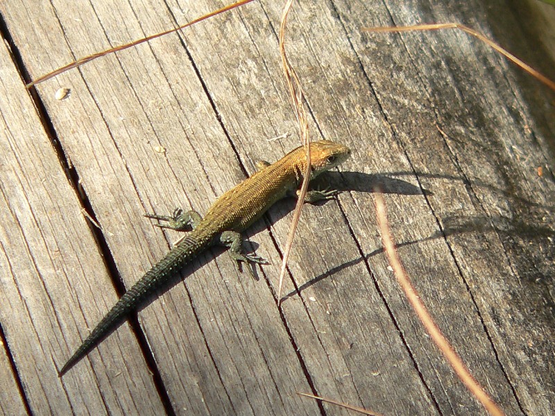 Lucertola vivipara (Lacerta vivipara)