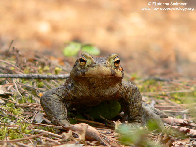 Common Toad (Bufo bufo)