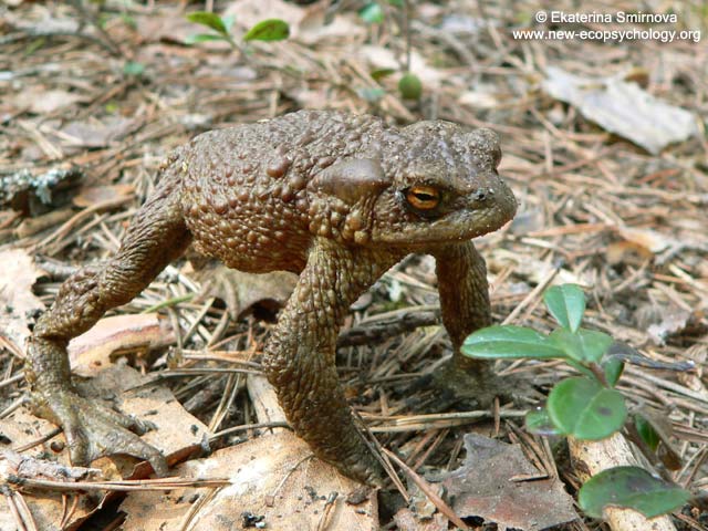 Common Toad (Bufo bufo)
