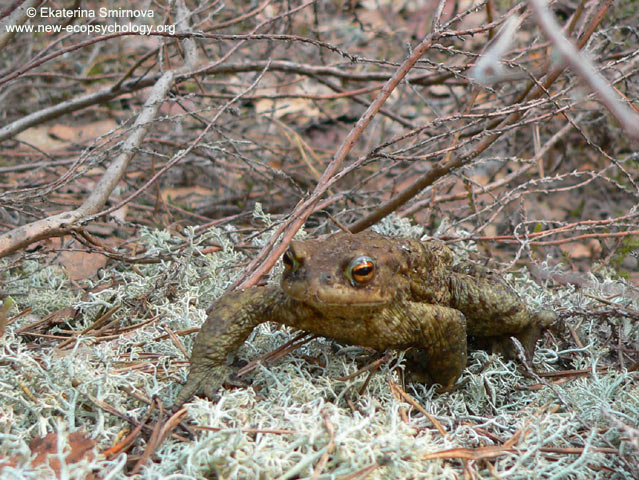 Echten Kröten (Bufo bufo)