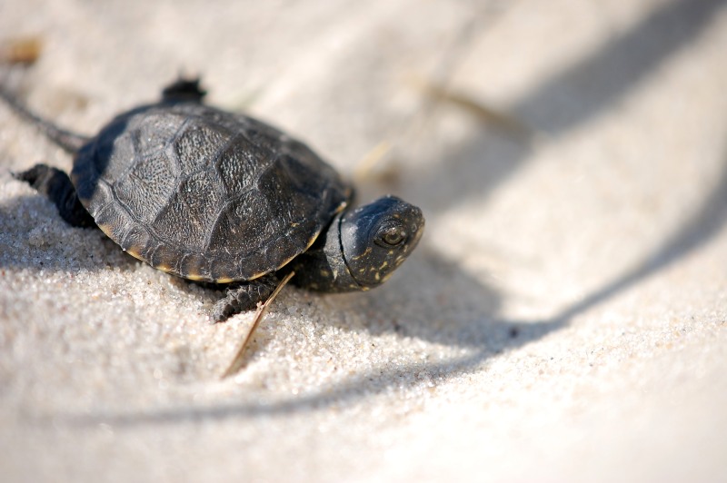 European Pond Terrapin (Emys orbicularis)