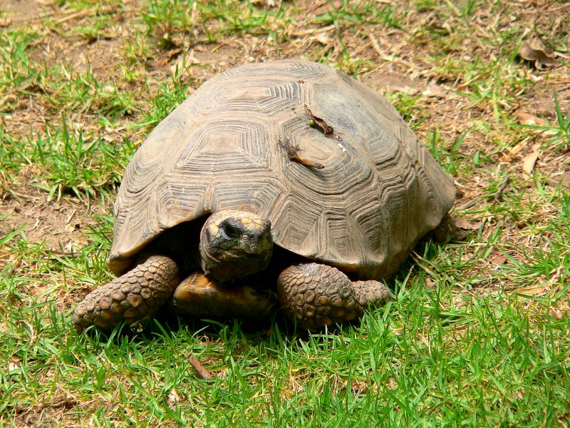 Rospo comune (Geochelone denticulata)