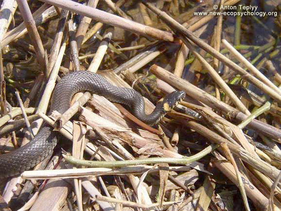 Ringelnatter (Natrix natrix)