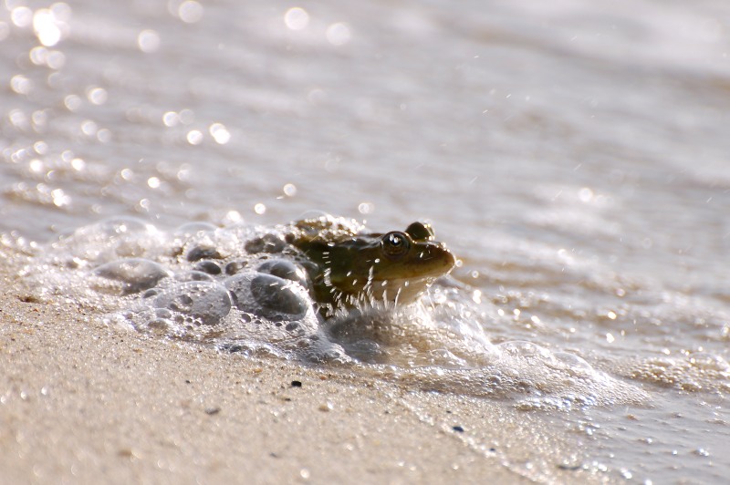 Marsh Frog (Rana ridibunda)