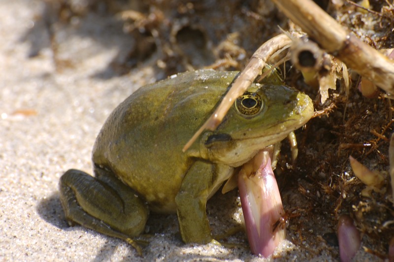 Marsh Frog (Rana ridibunda)