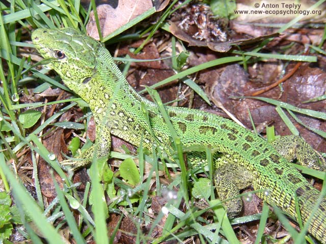 Sand Lizard (Lacerta agilis)