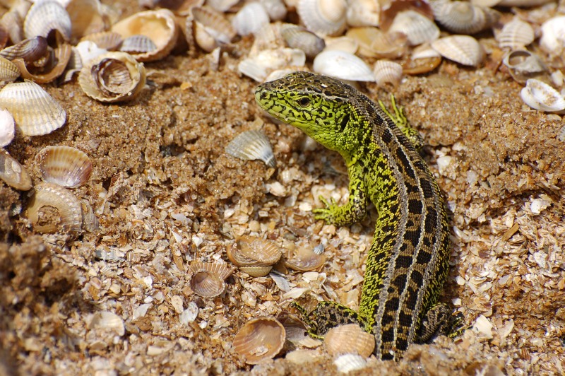 Sand Lizard (Lacerta agilis)