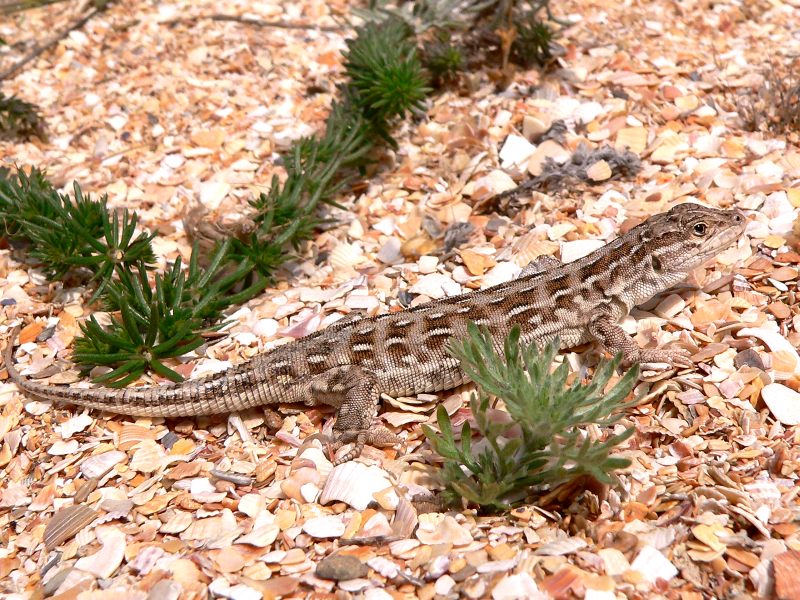 Steppe Racerunner or Stepperunner (Eremias arguta)