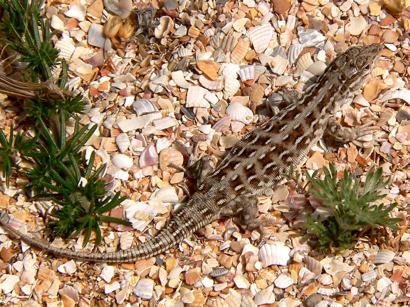 Steppe Racerunner or Stepperunner (Eremias arguta)