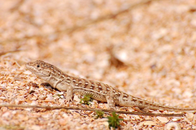 Steppe Racerunner or Stepperunner (Eremias arguta)