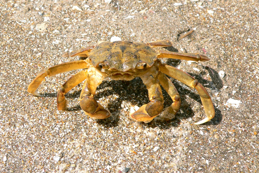 Granchio di sabbia (Liocarcinus vernalis)
