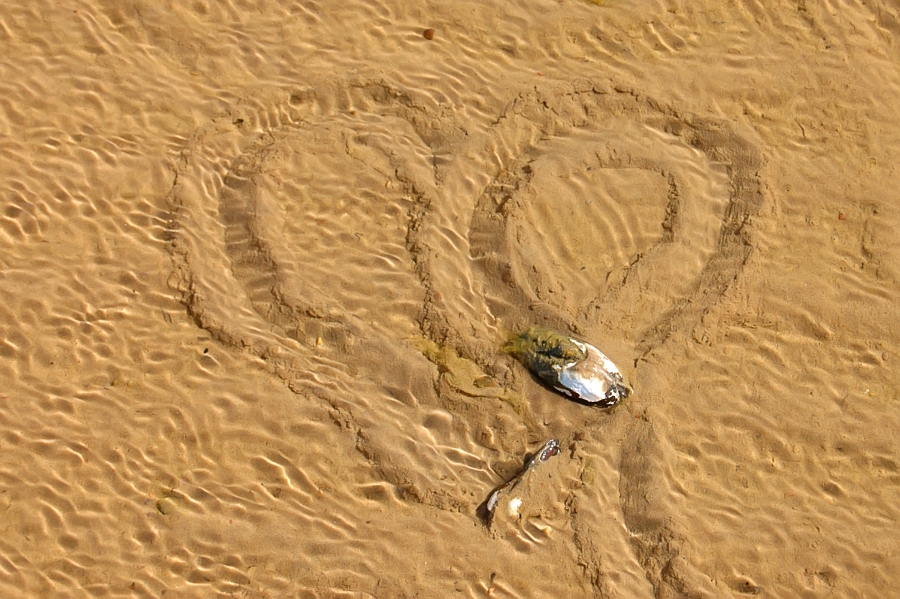 Common mussel (Mytilus edulis)