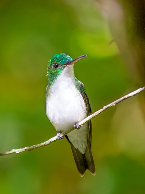 Andean emerald (Agyrtria franciae)