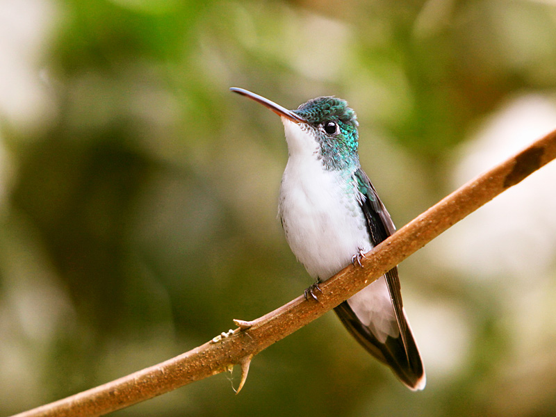 Andean Emerald (Amazilia franciae)
