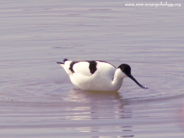 Avocetta (Recurvirostra avocetta)