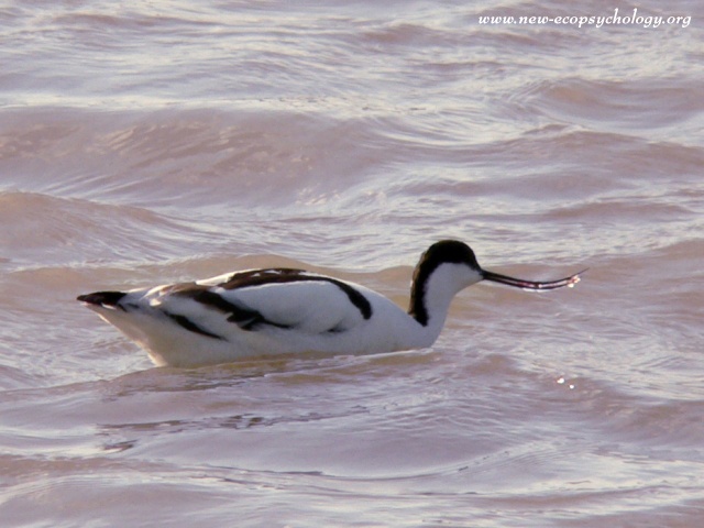 Avocet, Pied Avocet (Recurvirostra avocetta)