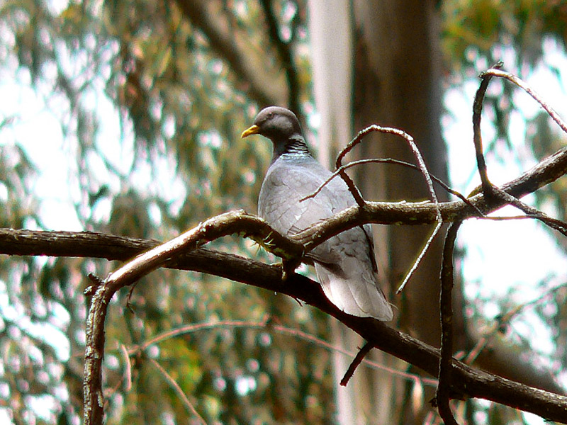 Patagioenas fasciata