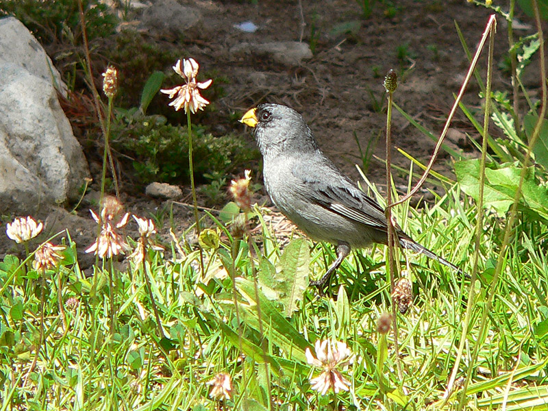 Beccasemi codafasciata (Catamenia analis)