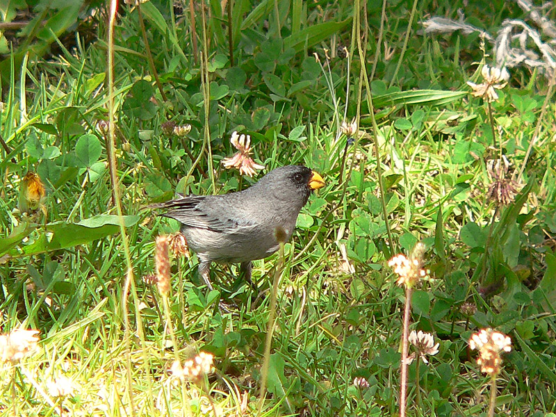Band-tailed Seedeater (Catamenia analis)