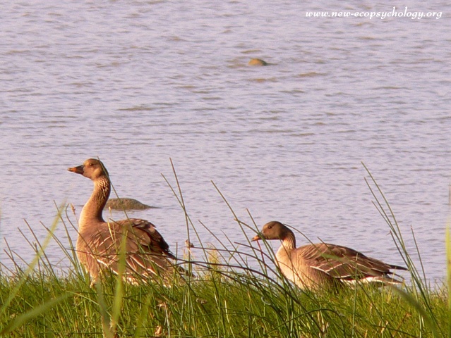 Bean Goose (Anser fabalis)