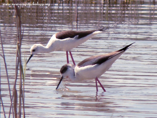 Black-necked Stilt (Himantopus himantopus)