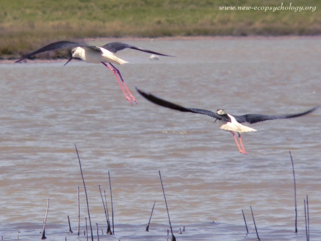 Black-necked Stilt (Himantopus himantopus)