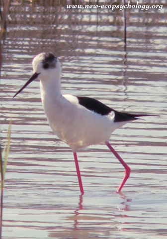 Black-necked Stilt (Himantopus himantopus)
