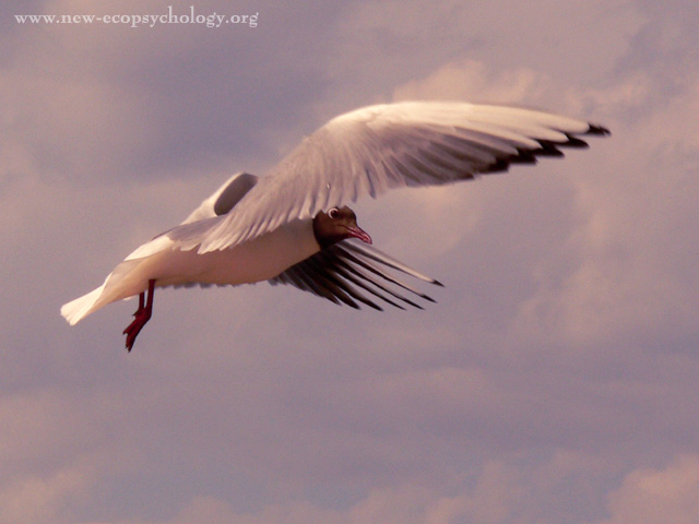 Black-headed Gull (Larus ridibundus)