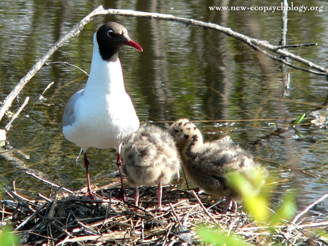Black-headed Gull (Larus ridibundus)