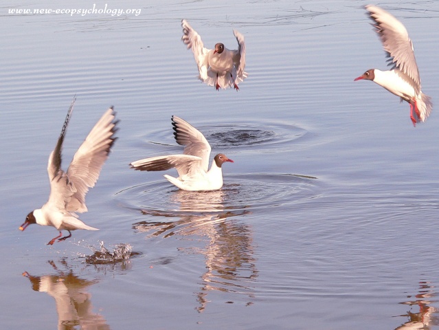 Black-headed Gull (Larus ridibundus)