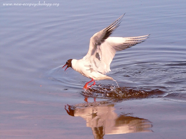 Black-headed Gull (Larus ridibundus)