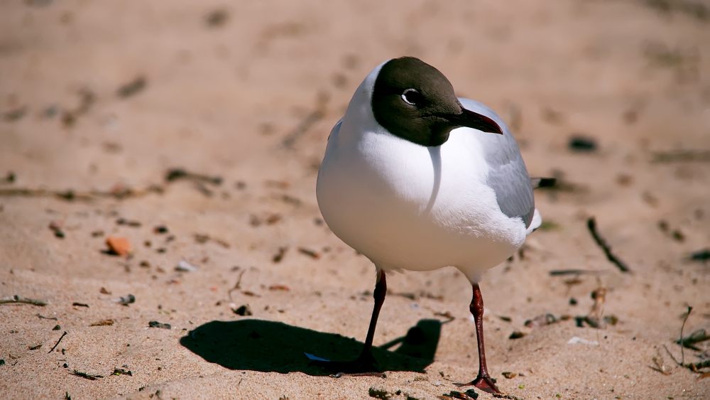 Black-headed Gull (Larus ridibundus)