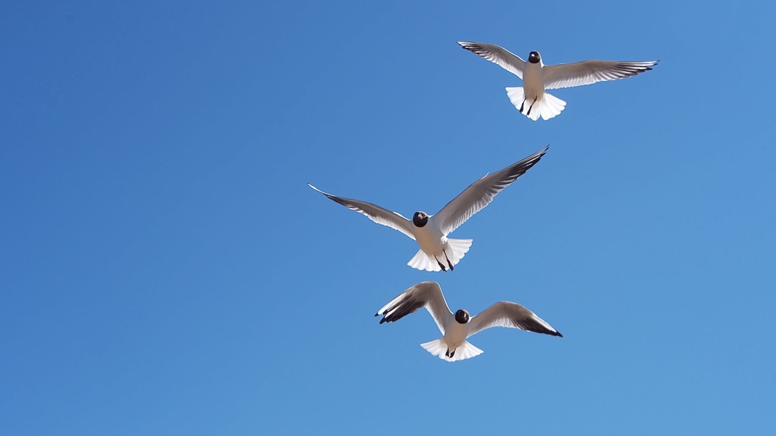 Black-headed Gull (Larus ridibundus)